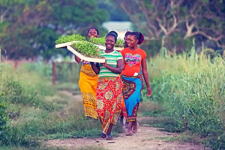 Three women in colorful clothing walk along a path, one carrying a tray of seedlings, with greenery in the background.