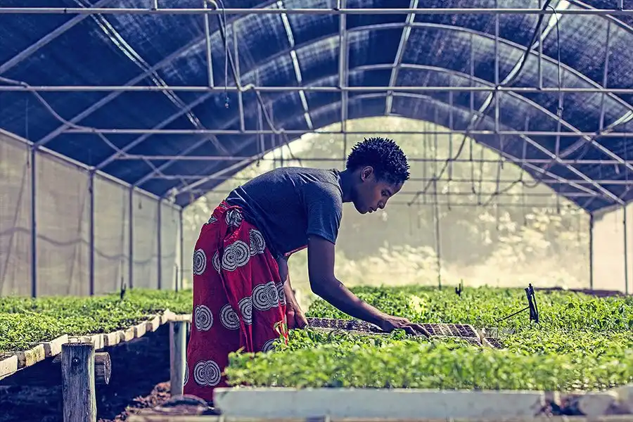 Person tending plants in a greenhouse, wearing a patterned red cloth. Sunlight filters through the structure, illuminating the greenery.